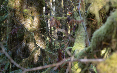 Artist in Residence – Shoshana Fink